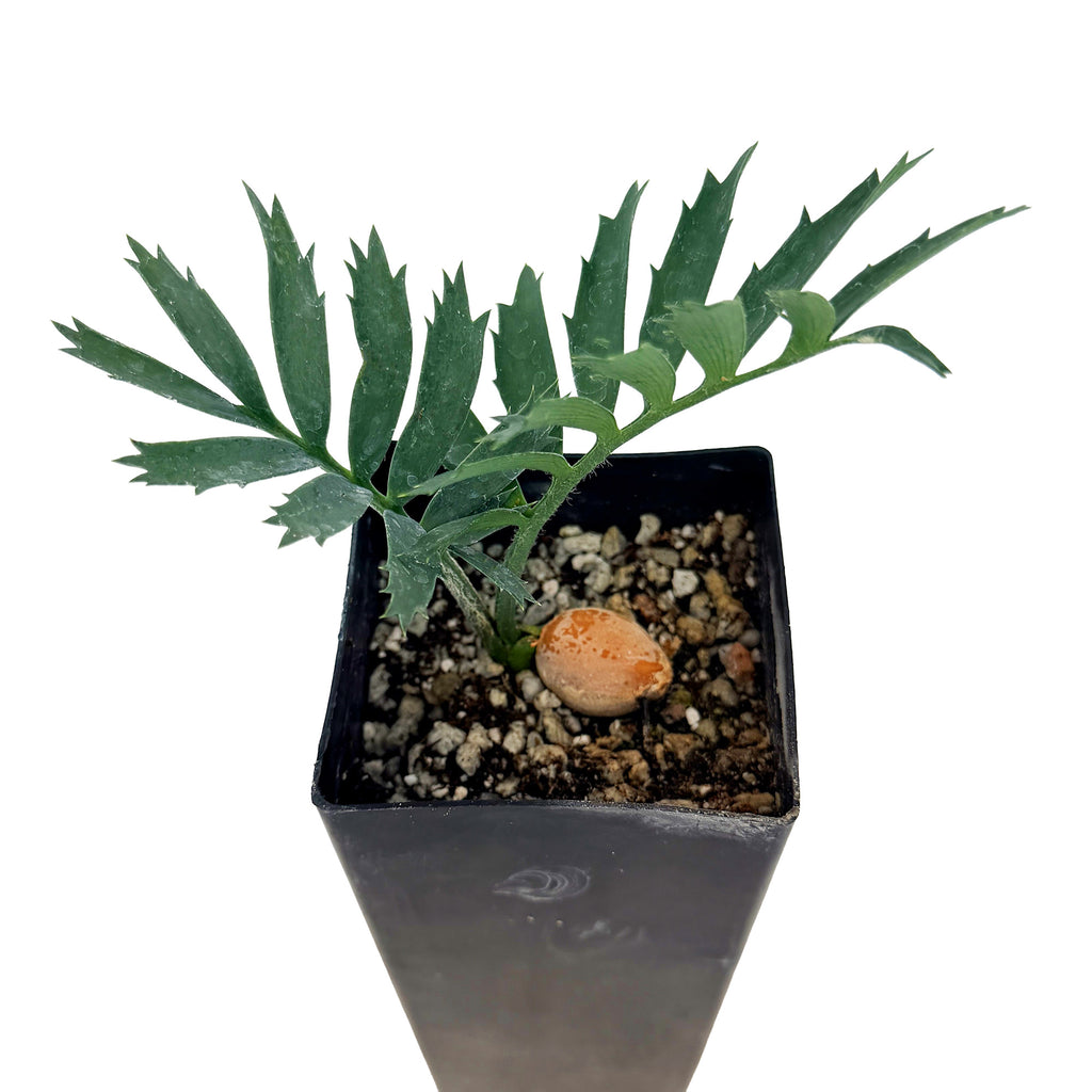 Encephalartos horridus 'Blue Cycad'