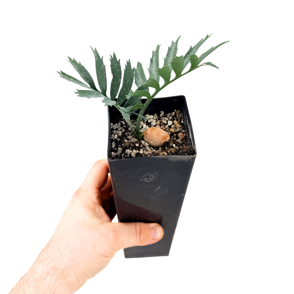 Encephalartos horridus 'Blue Cycad'