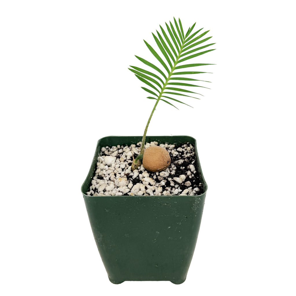 Dioon edule 'Palma de la Virgen'