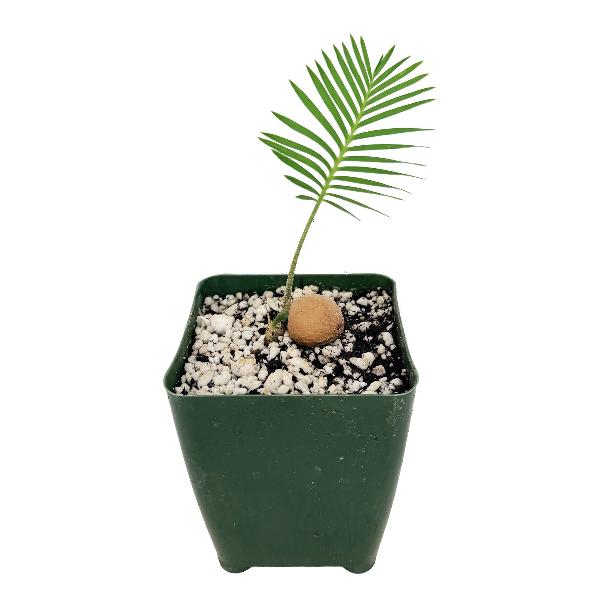 Dioon edule 'Palma de la Virgen'