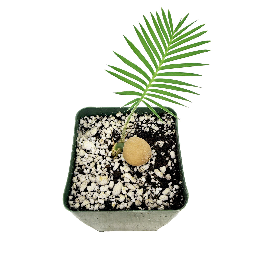 Dioon edule 'Palma de la Virgen'