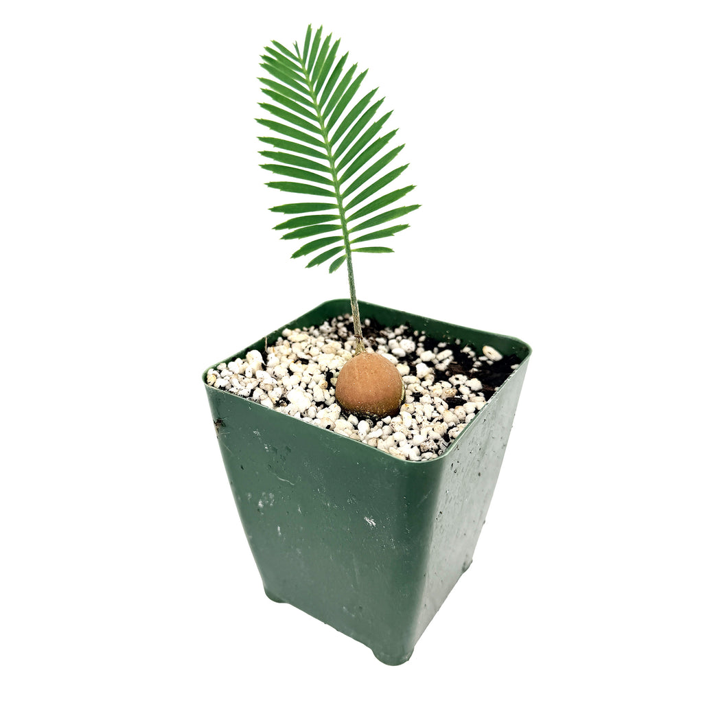 Dioon edule 'Palma de la Virgen'