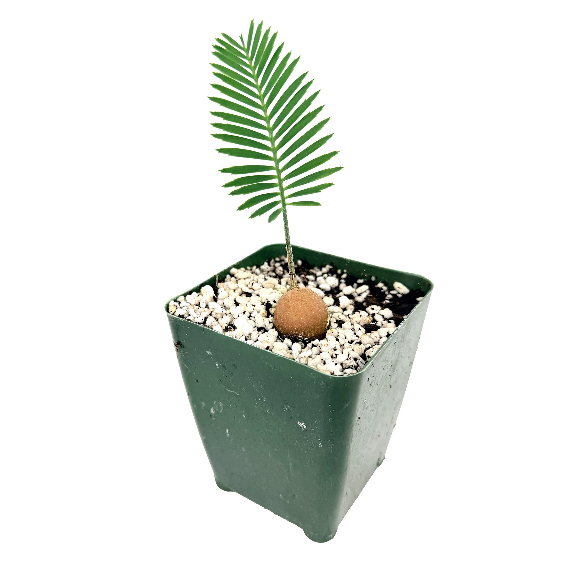 Dioon edule 'Palma de la Virgen'