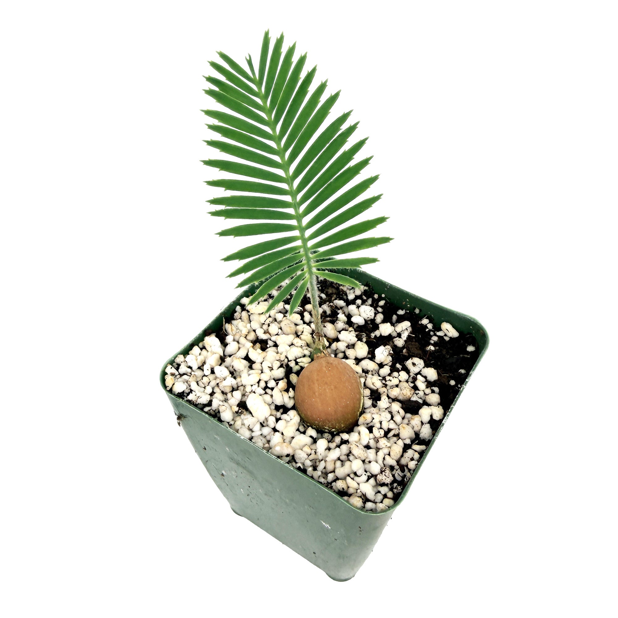 Dioon edule 'Palma de la Virgen'