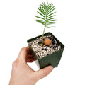 Dioon edule 'Palma de la Virgen'