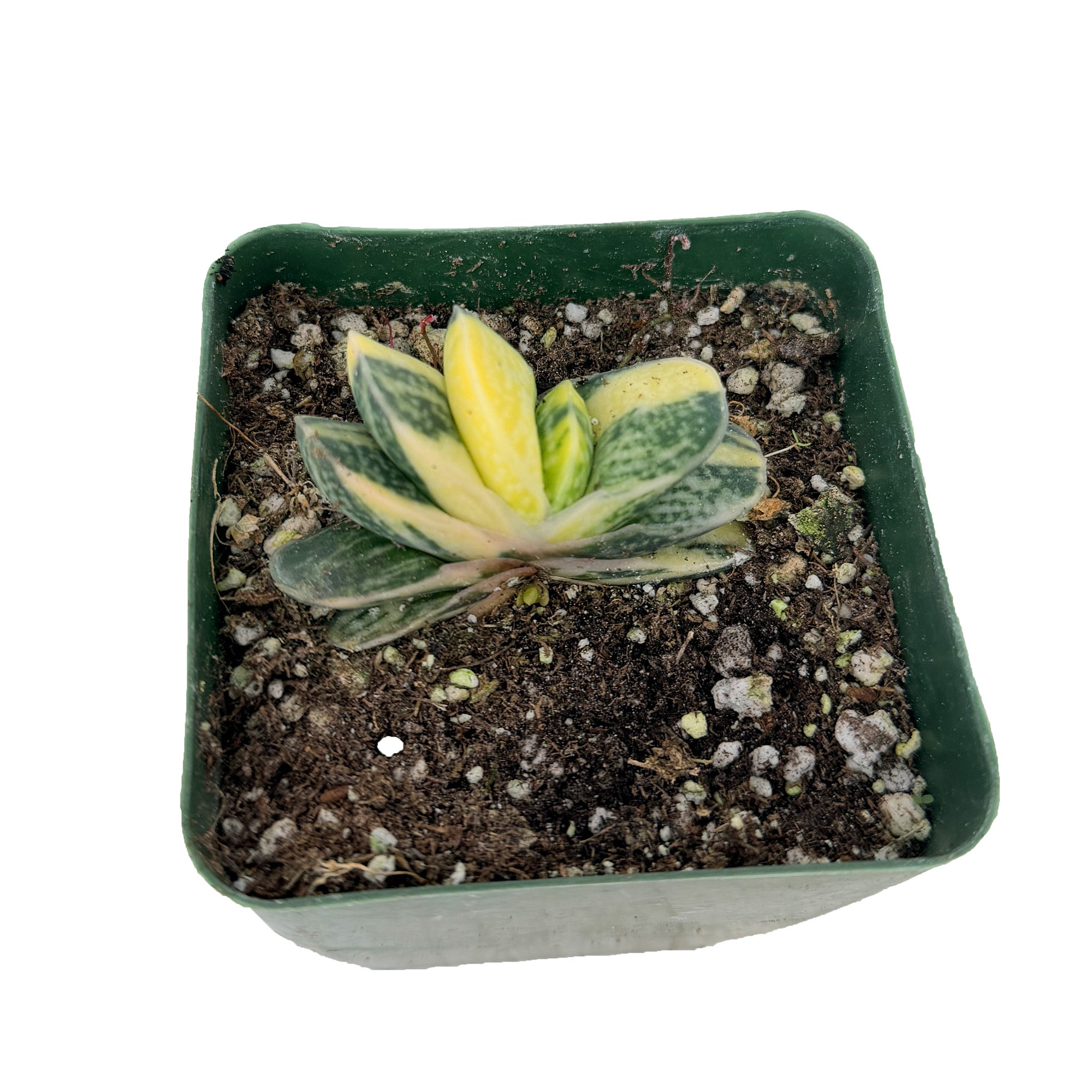 Gasteria gracilis f. variegata