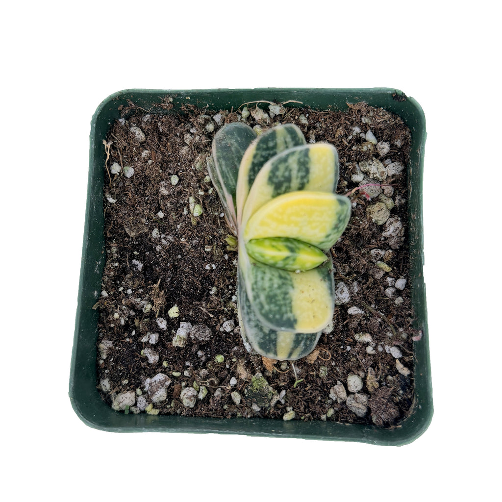 Gasteria gracilis f. variegata