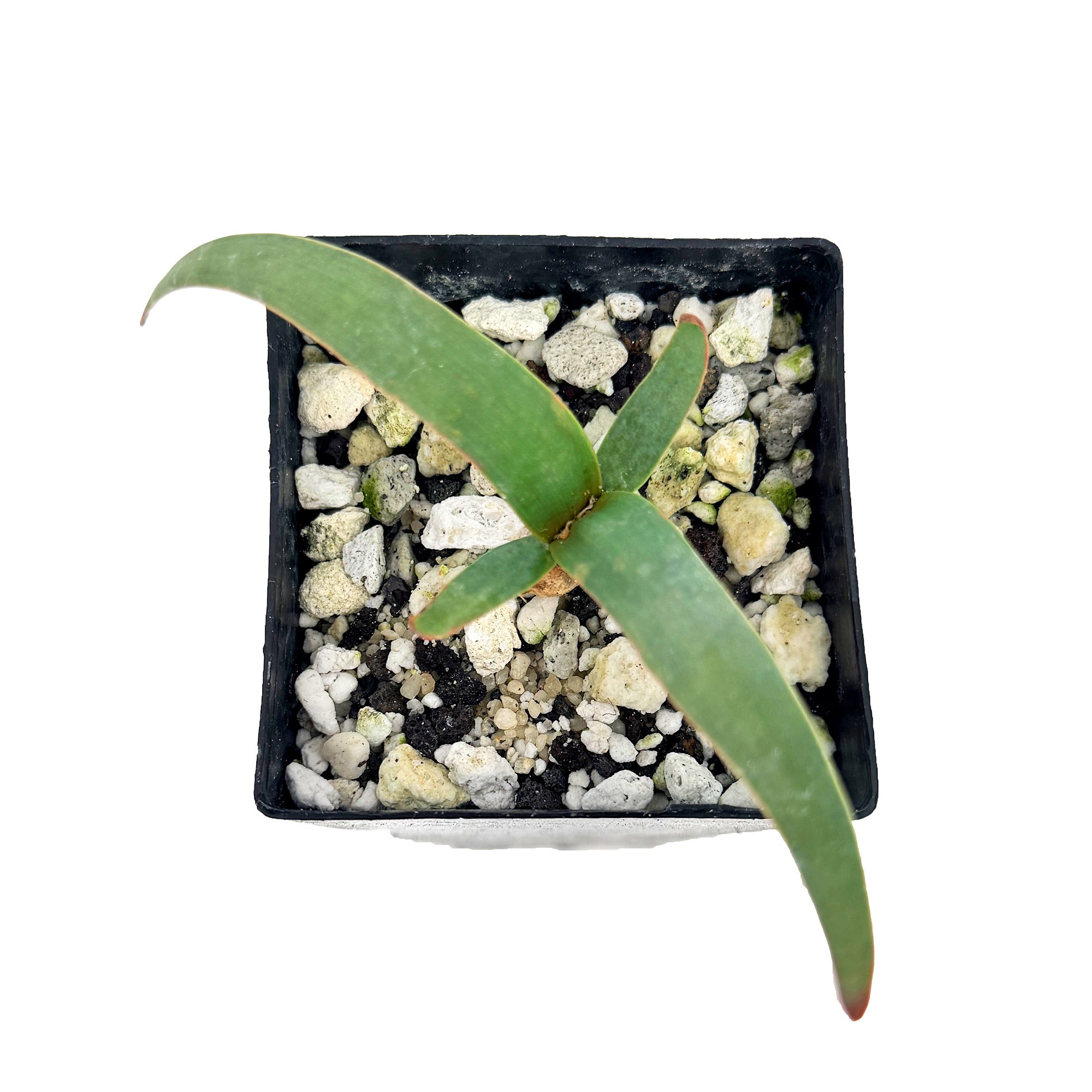 Welwitschia mirabilis