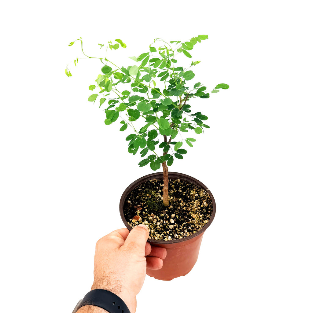 Senegalia nigrescens 'Knobthorn Acacia'