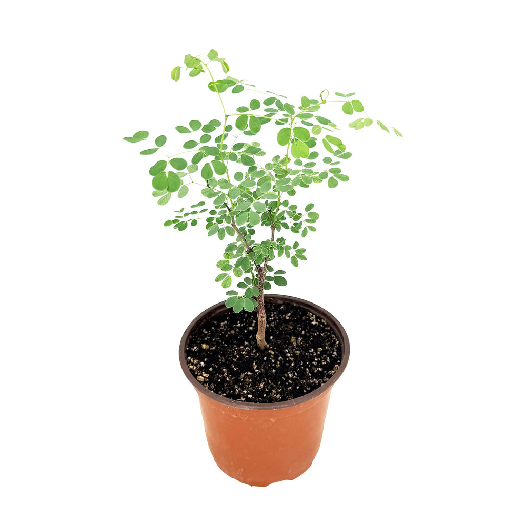 Senegalia nigrescens 'Knobthorn Acacia'