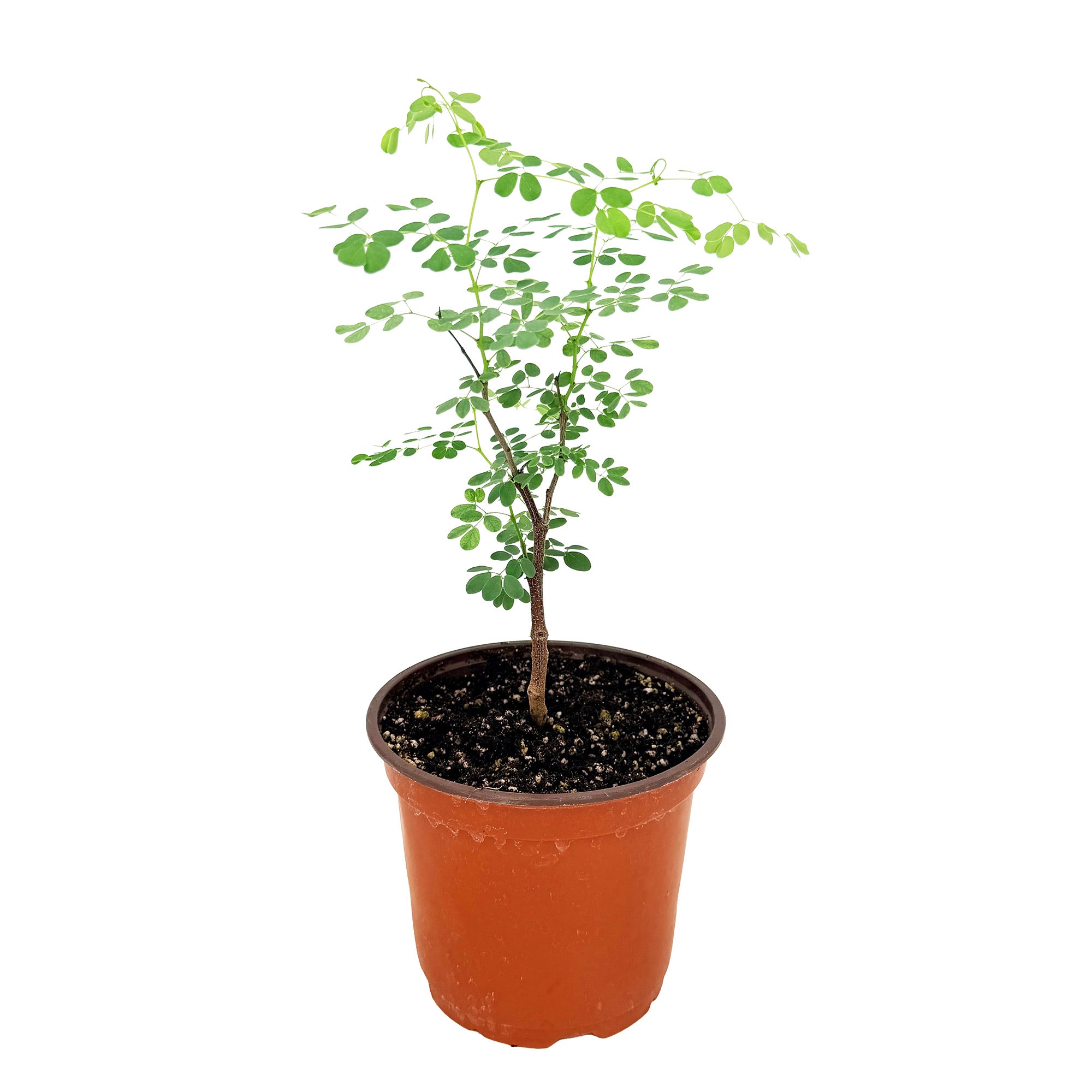 Senegalia nigrescens 'Knobthorn Acacia'