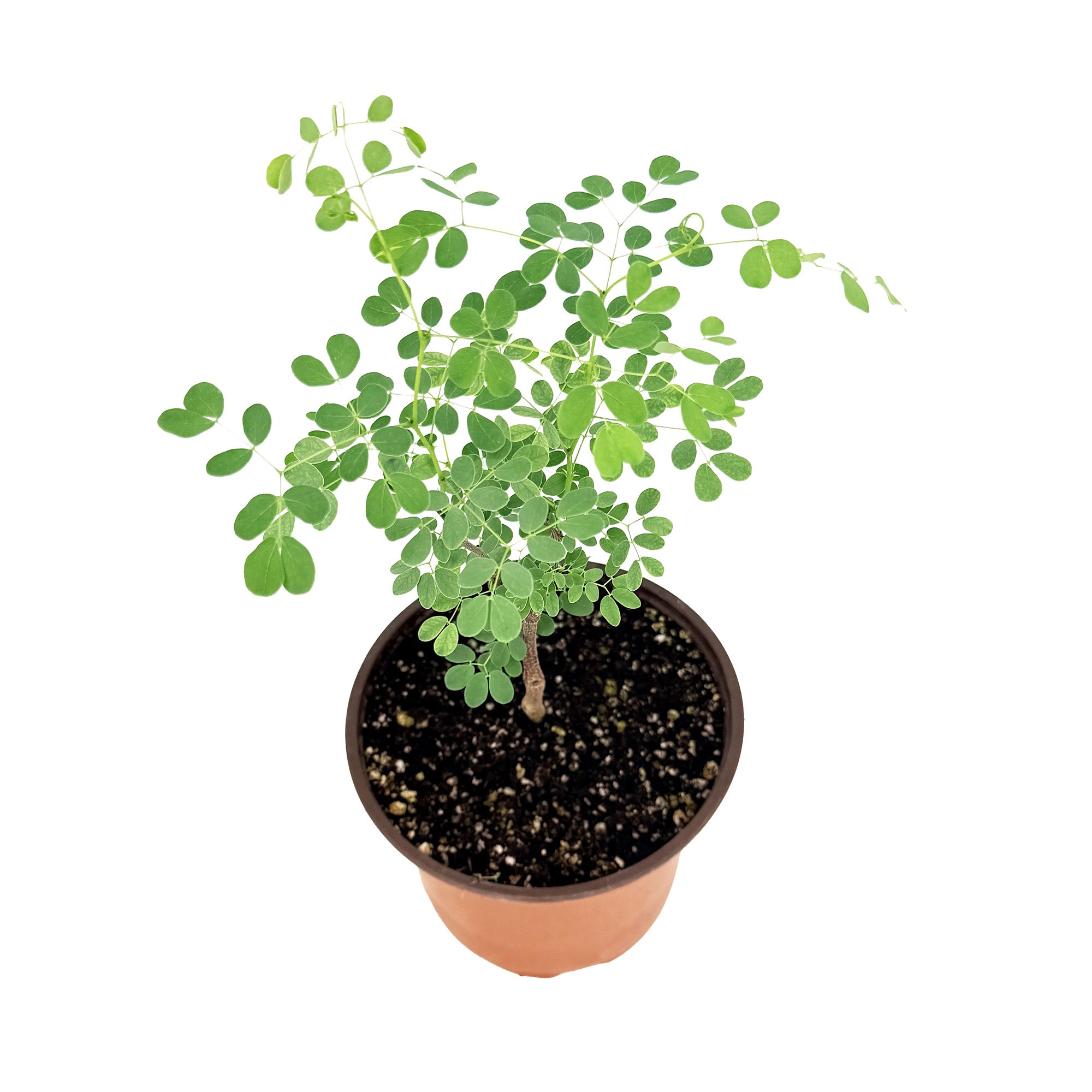 Senegalia nigrescens 'Knobthorn Acacia'