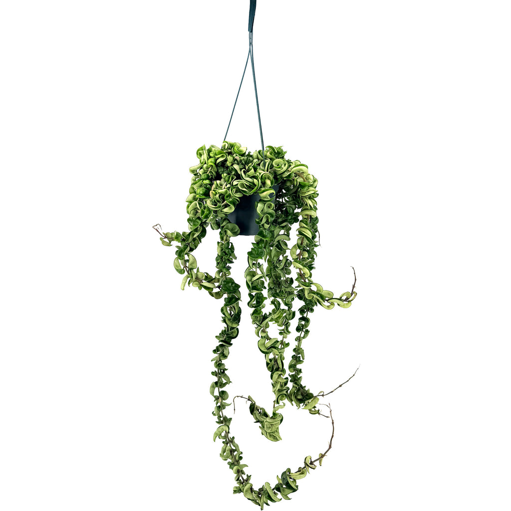 Hoya Carnosa Compacta 'Hindu Rope' XL Vines