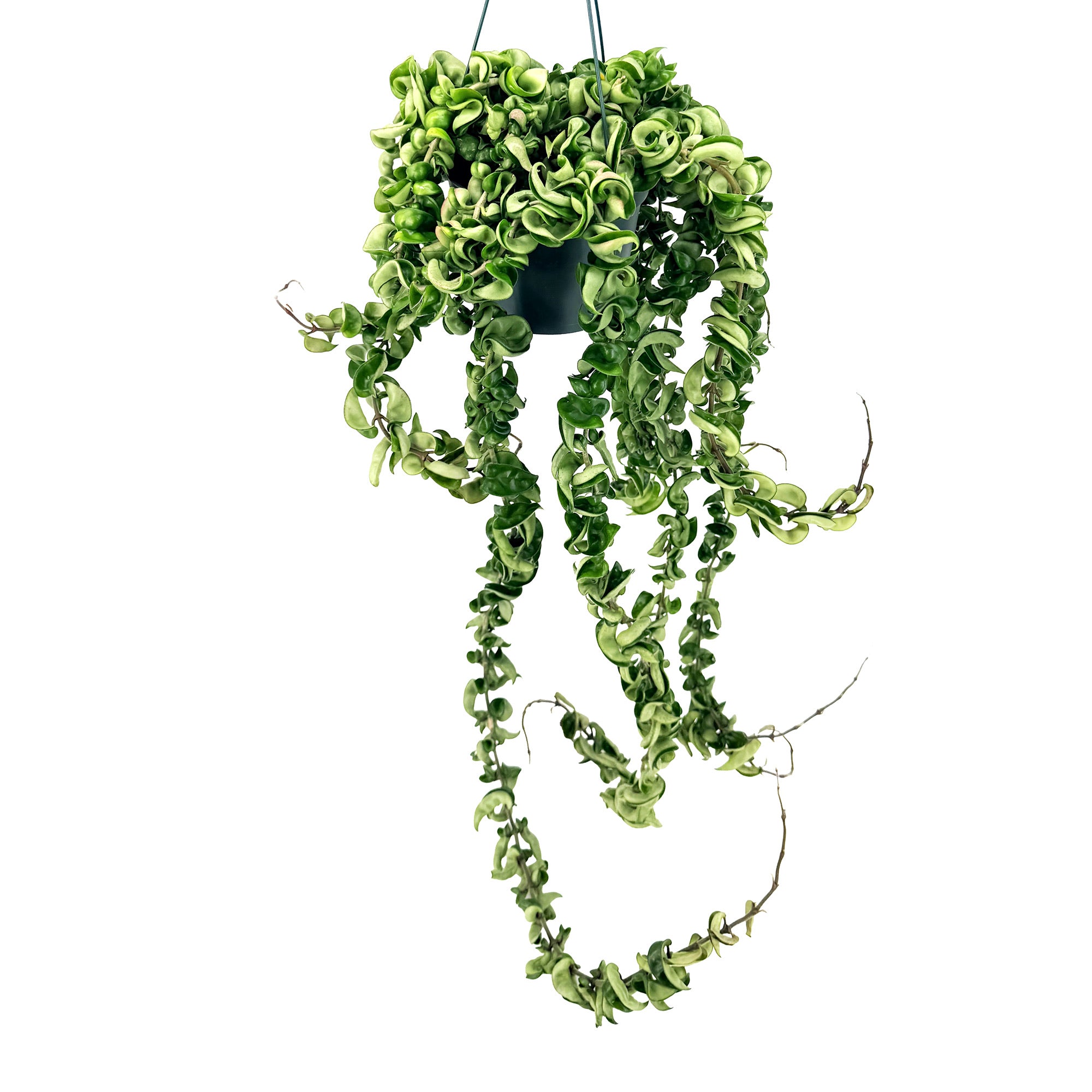 Hoya Carnosa Compacta 'Hindu Rope' XXXL Vines