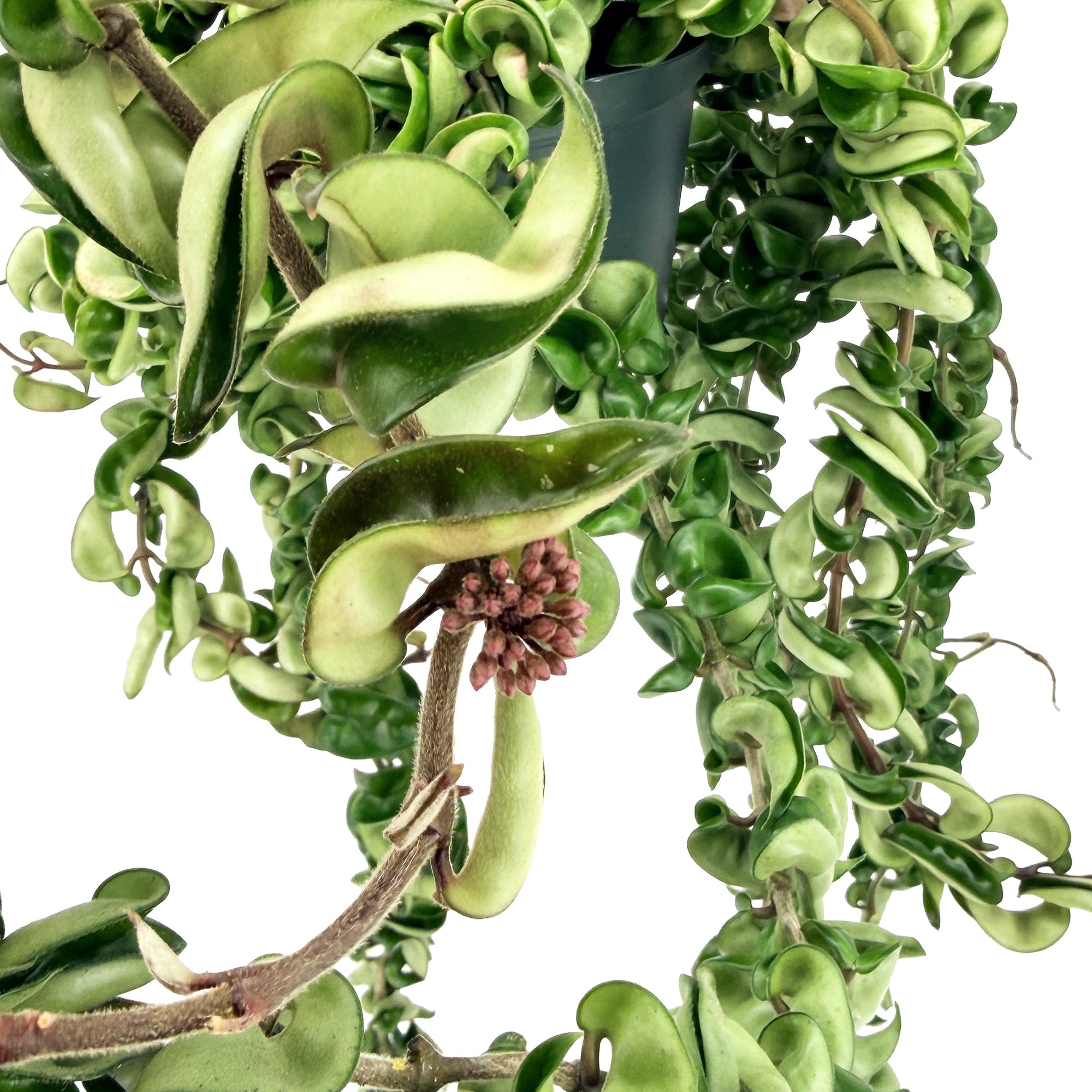 Hoya Carnosa Compacta 'Hindu Rope' XXXL Vines