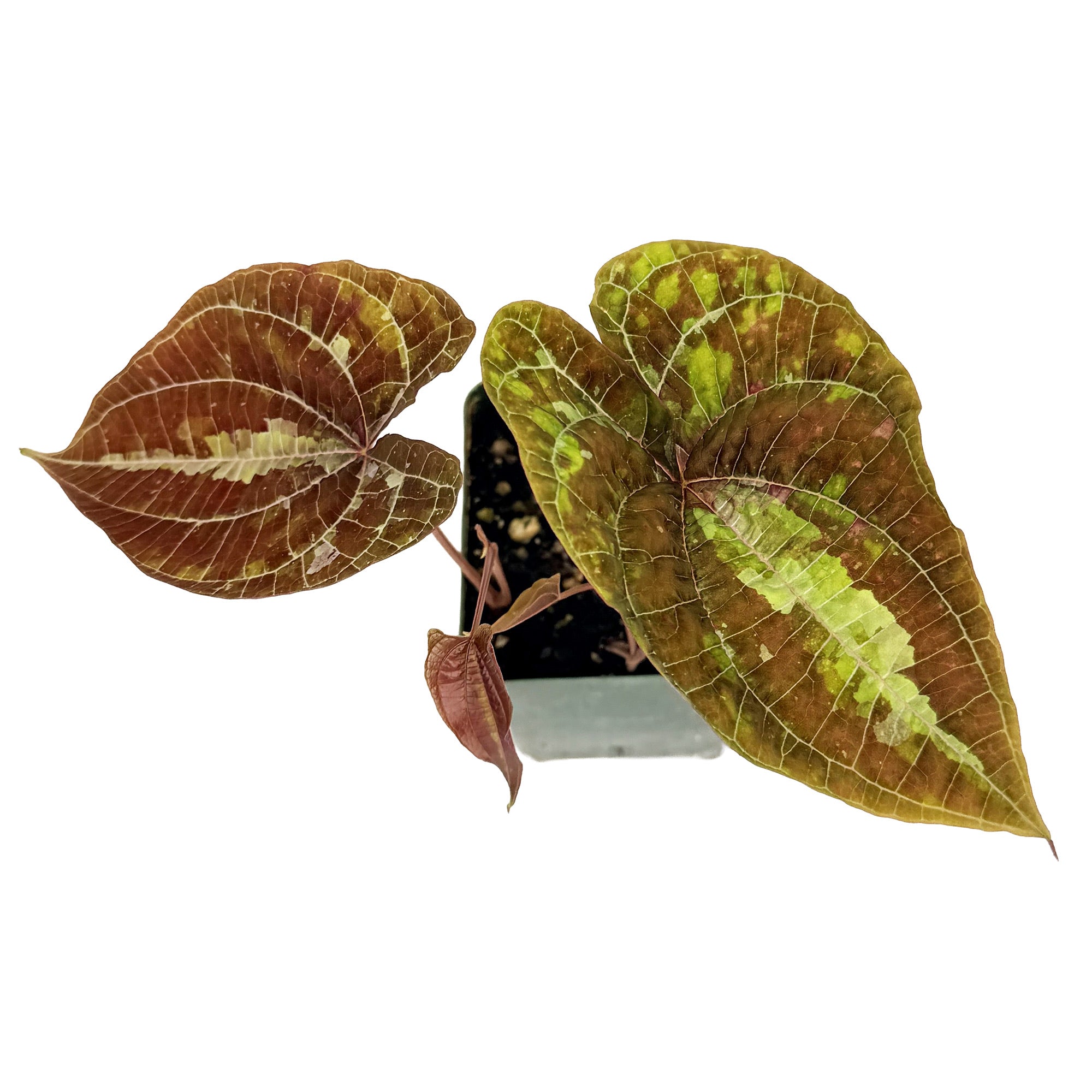 Dioscorea discolor 'Jewel Vine'