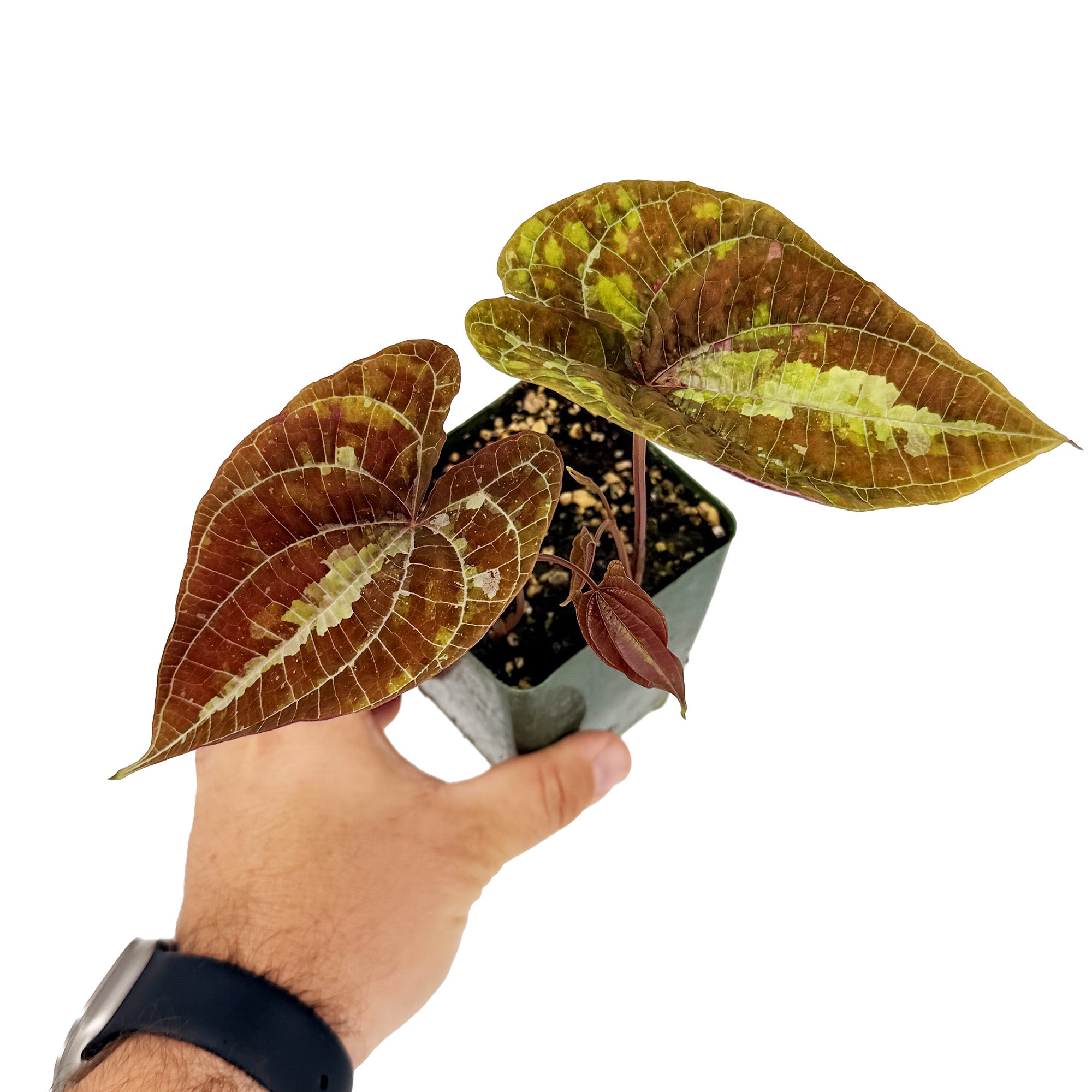 Dioscorea discolor 'Jewel Vine'