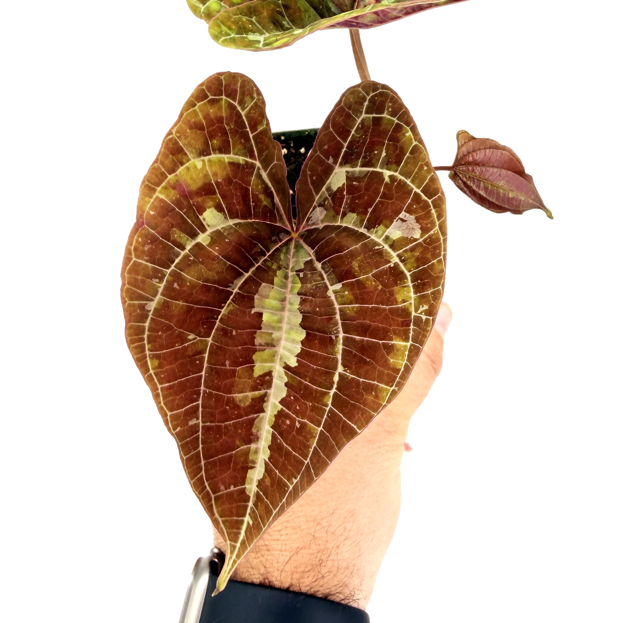 Dioscorea discolor 'Jewel Vine'