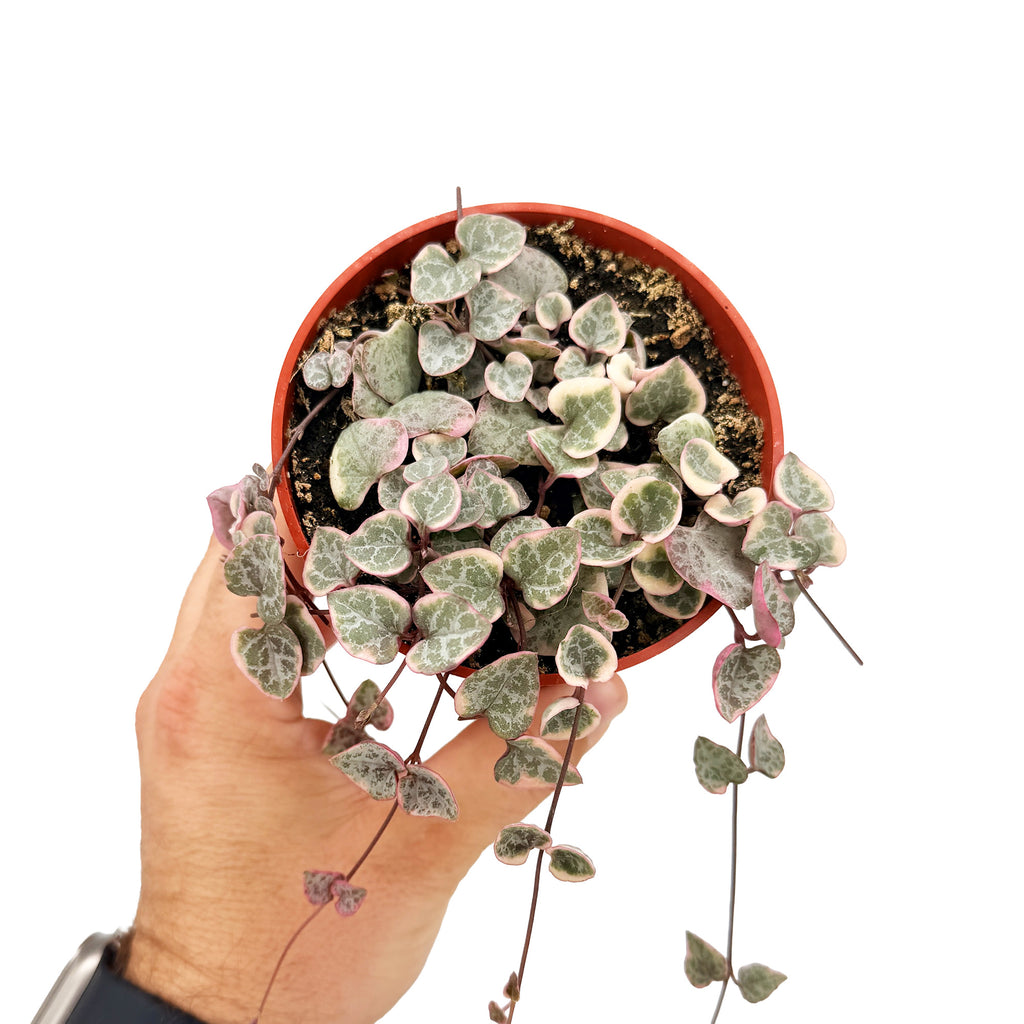 Ceropegia woodii ‘Variegata’