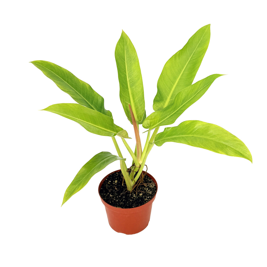 Philodendron ruizii