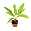 Philodendron ruizii