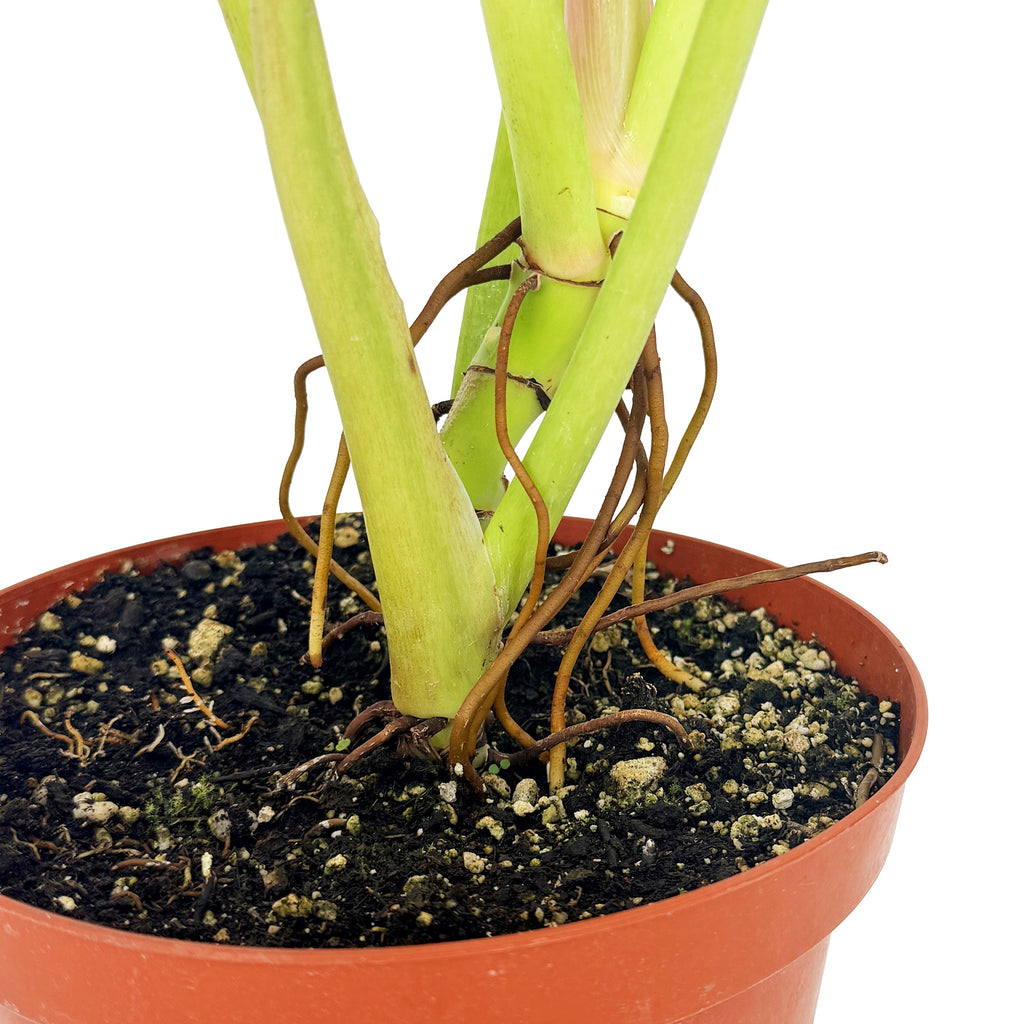 Philodendron ruizii