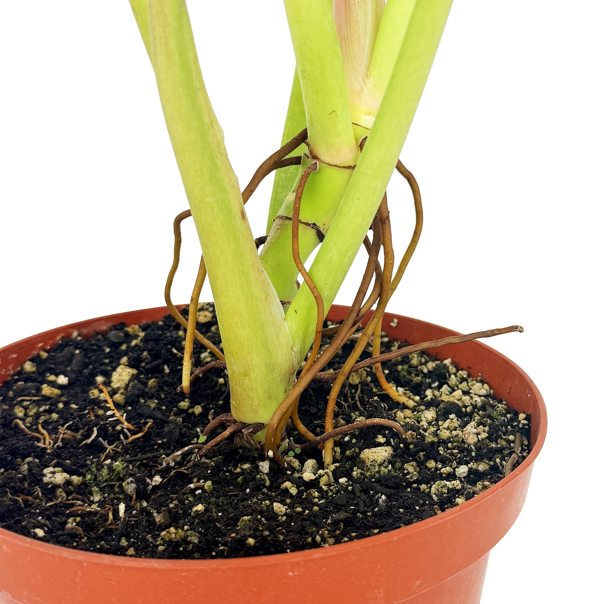 Philodendron ruizii