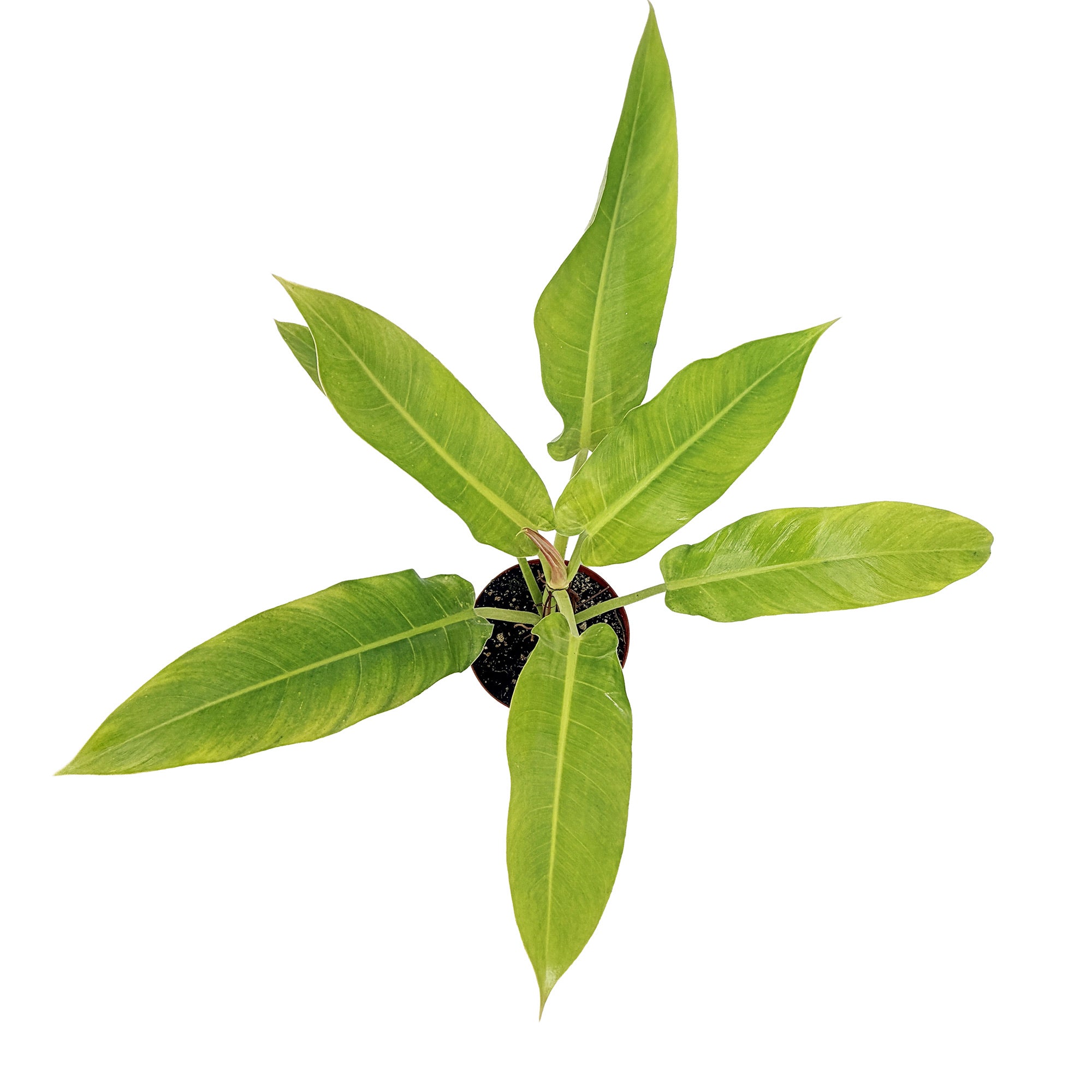 Philodendron ruizii