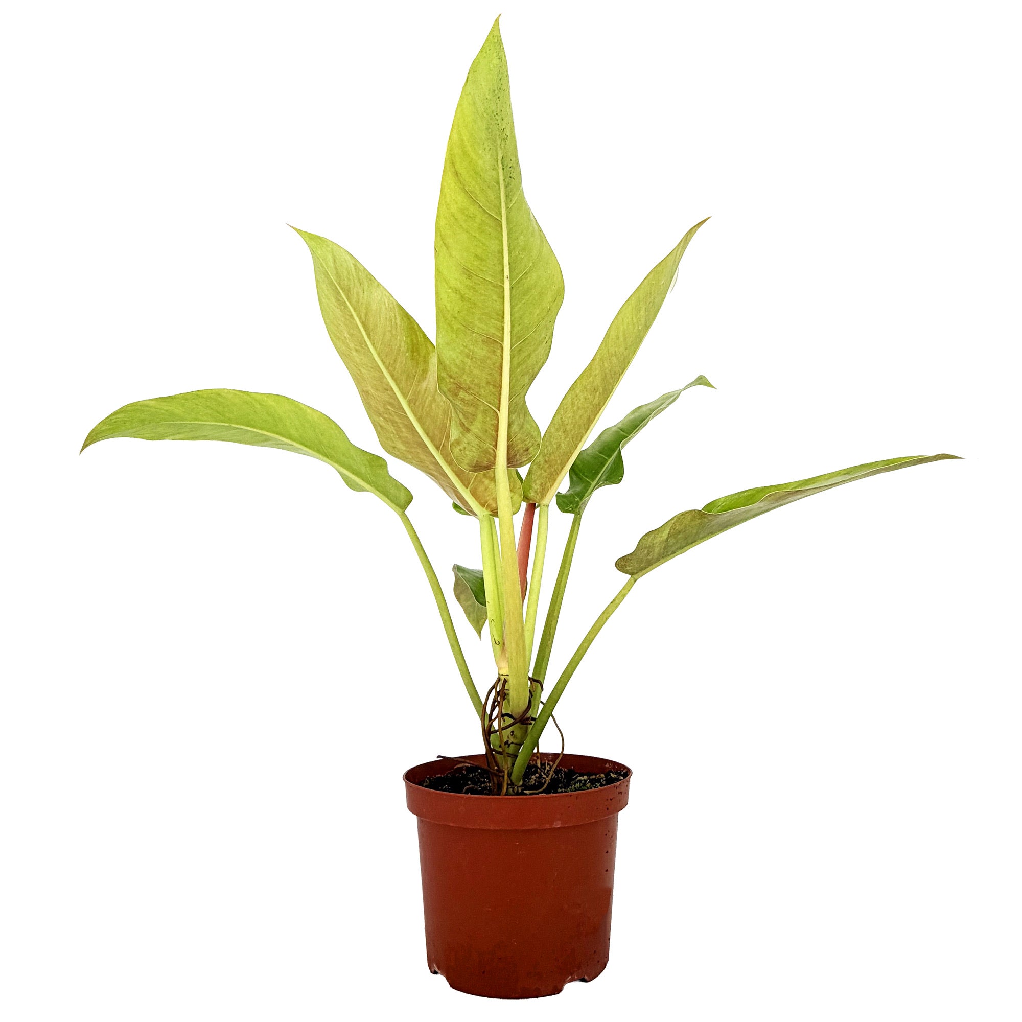 Philodendron ruizii