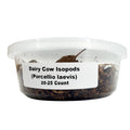Porcellio laevis 'Dairy Cow Isopods'