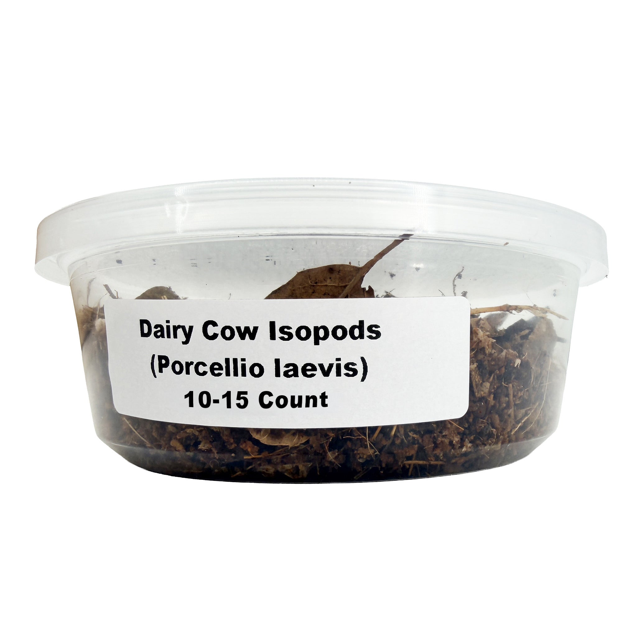 Porcellio laevis 'Dairy Cow Isopods'