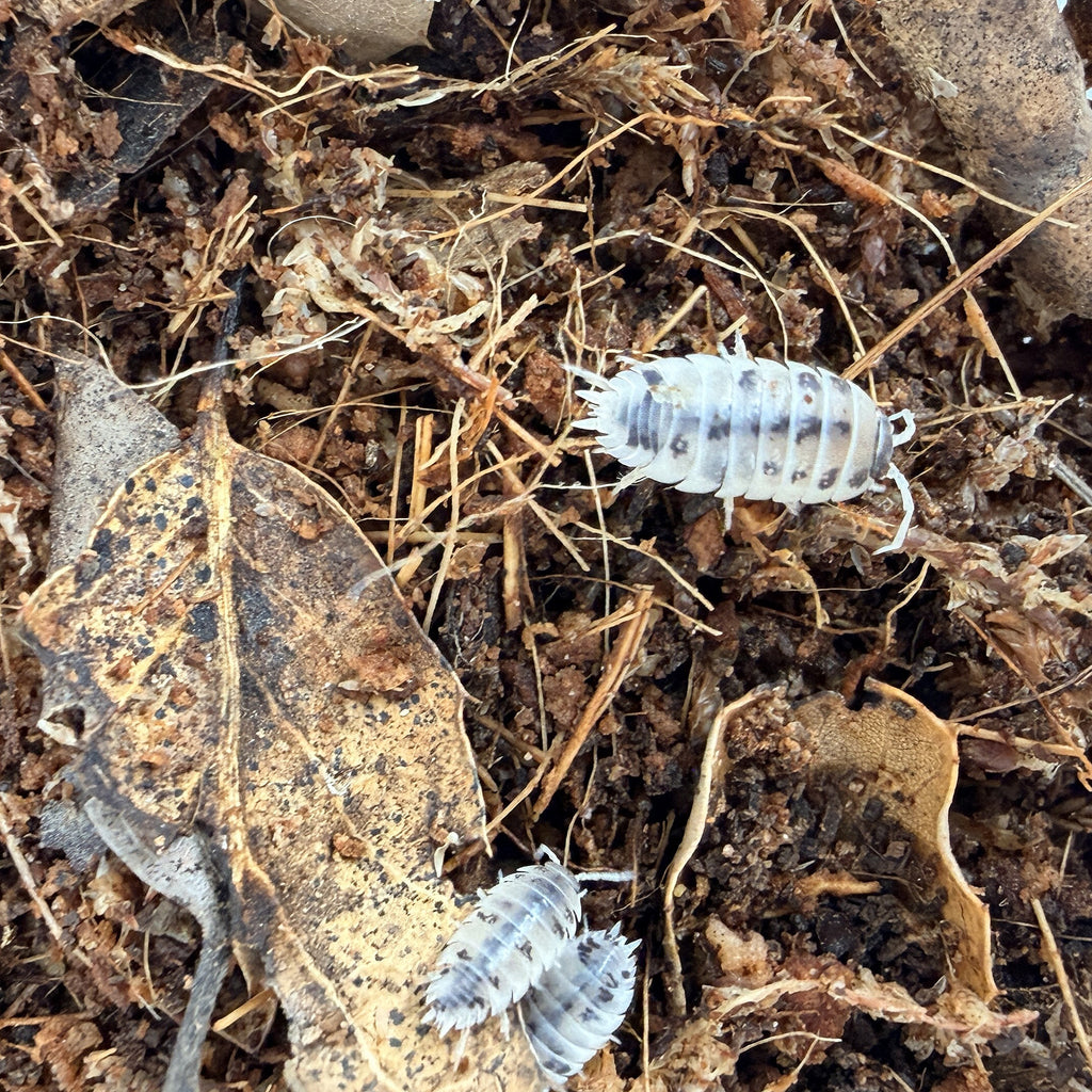 Porcellio laevis 'Dairy Cow Isopods'