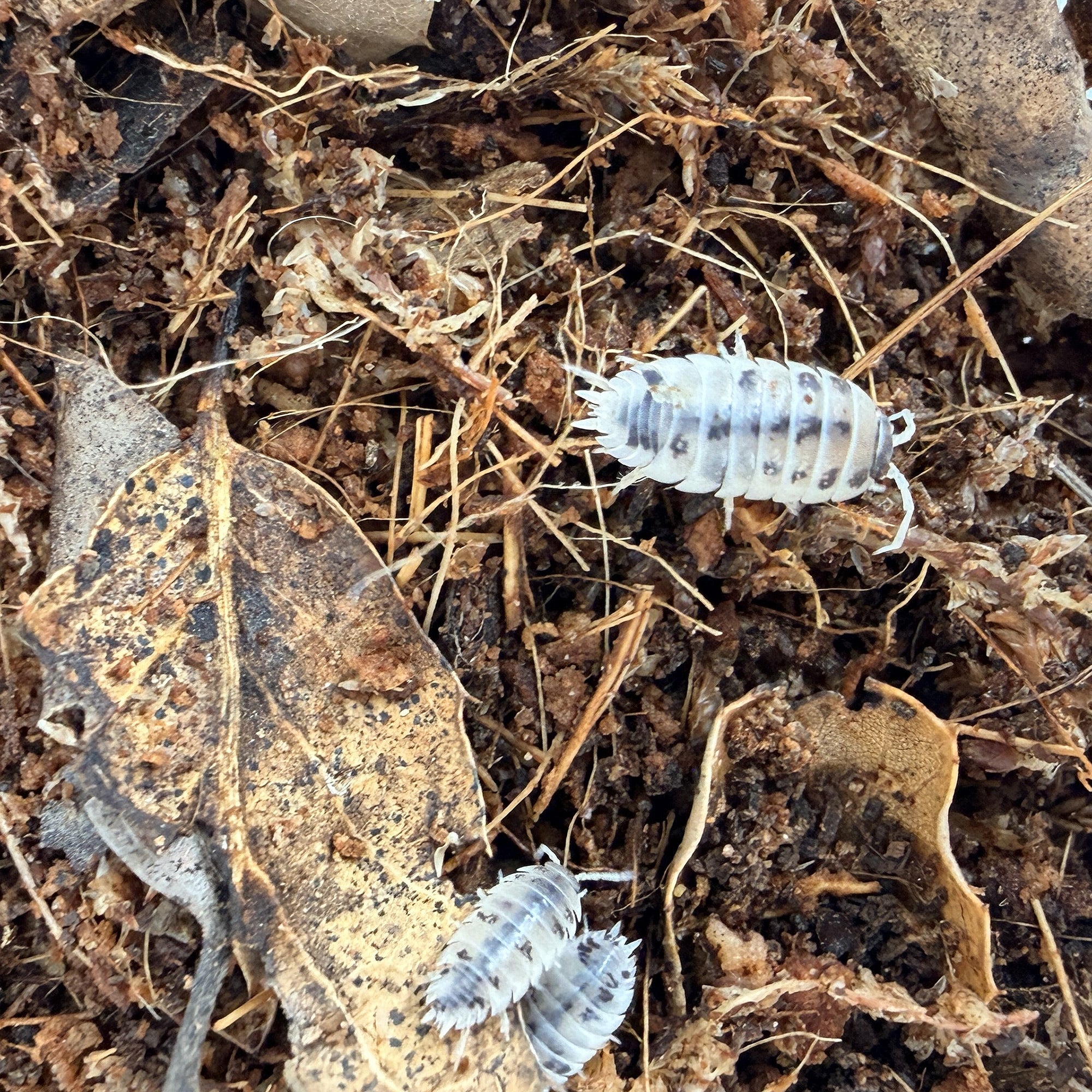 Porcellio laevis 'Dairy Cow Isopods'