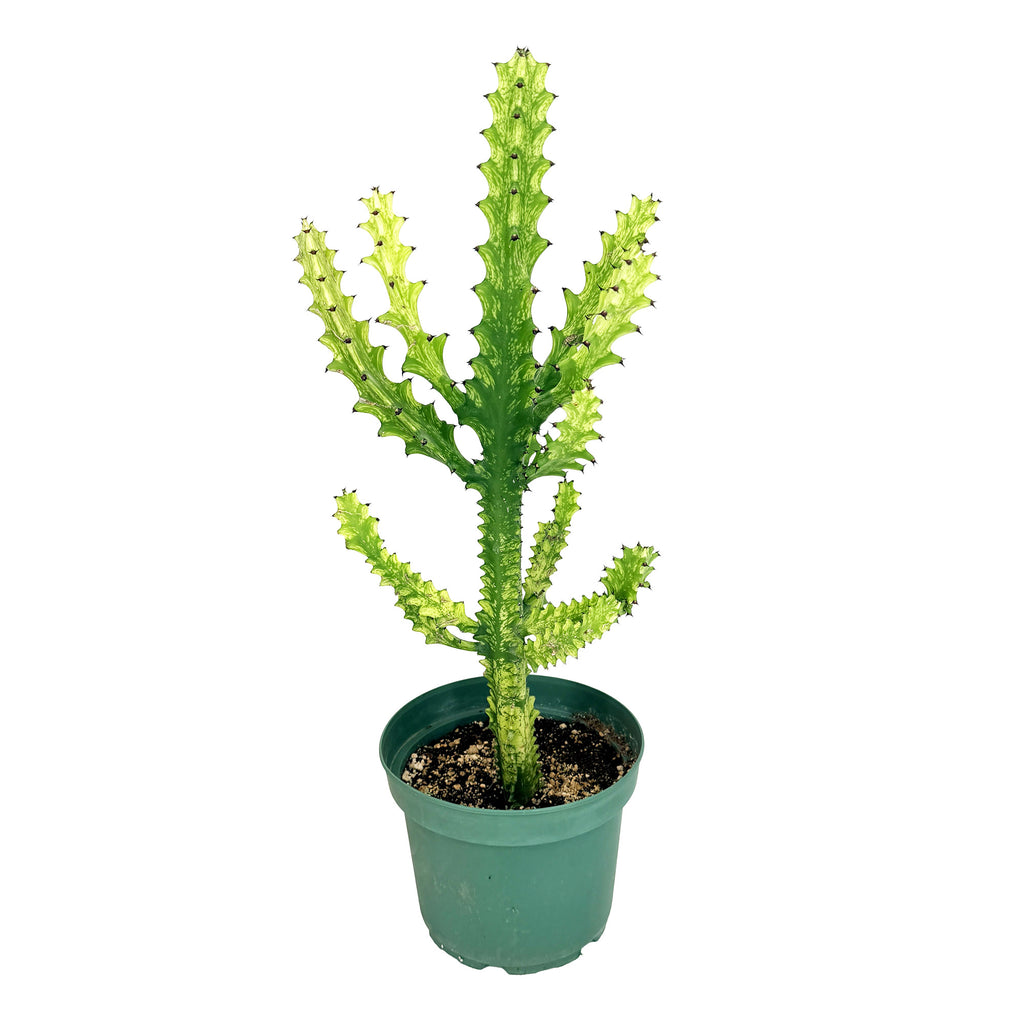 Euphorbia mayurnathanii 'Variegata'