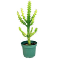 Euphorbia mayurnathanii 'Variegata'