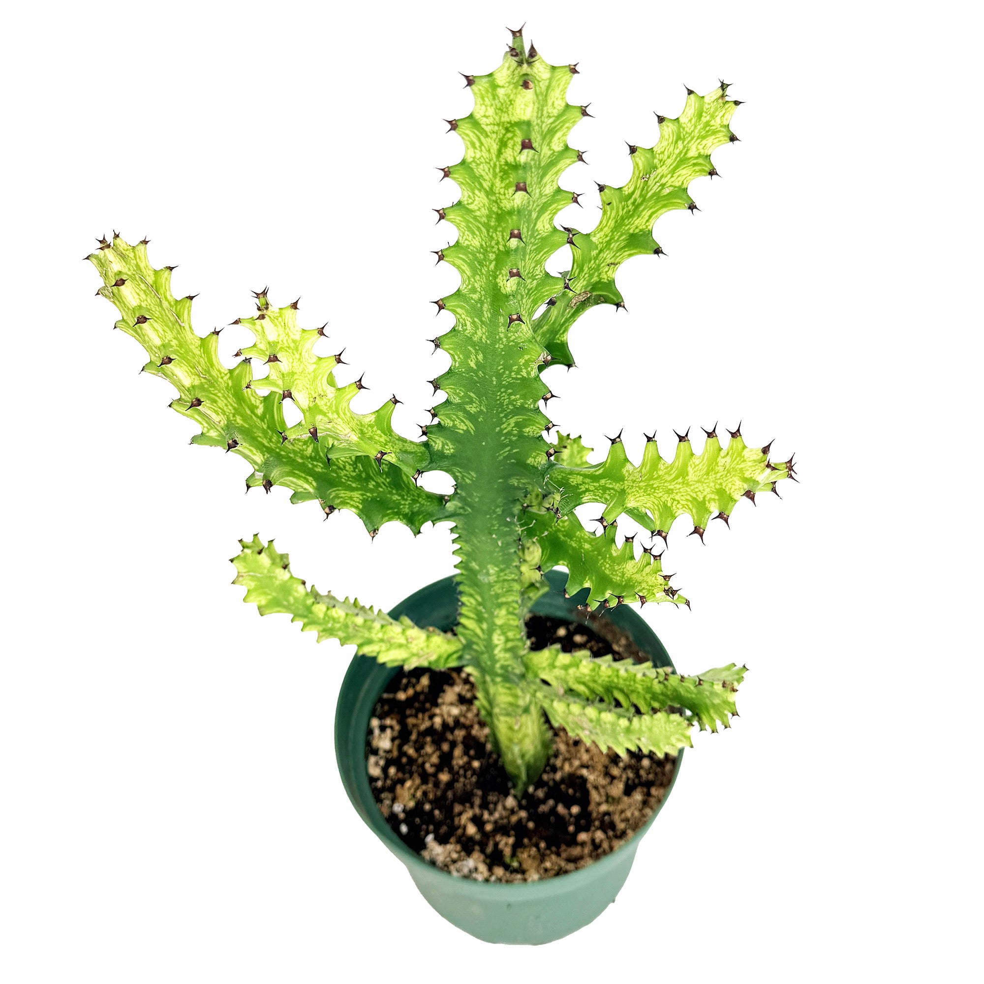 Euphorbia mayurnathanii 'Variegata'