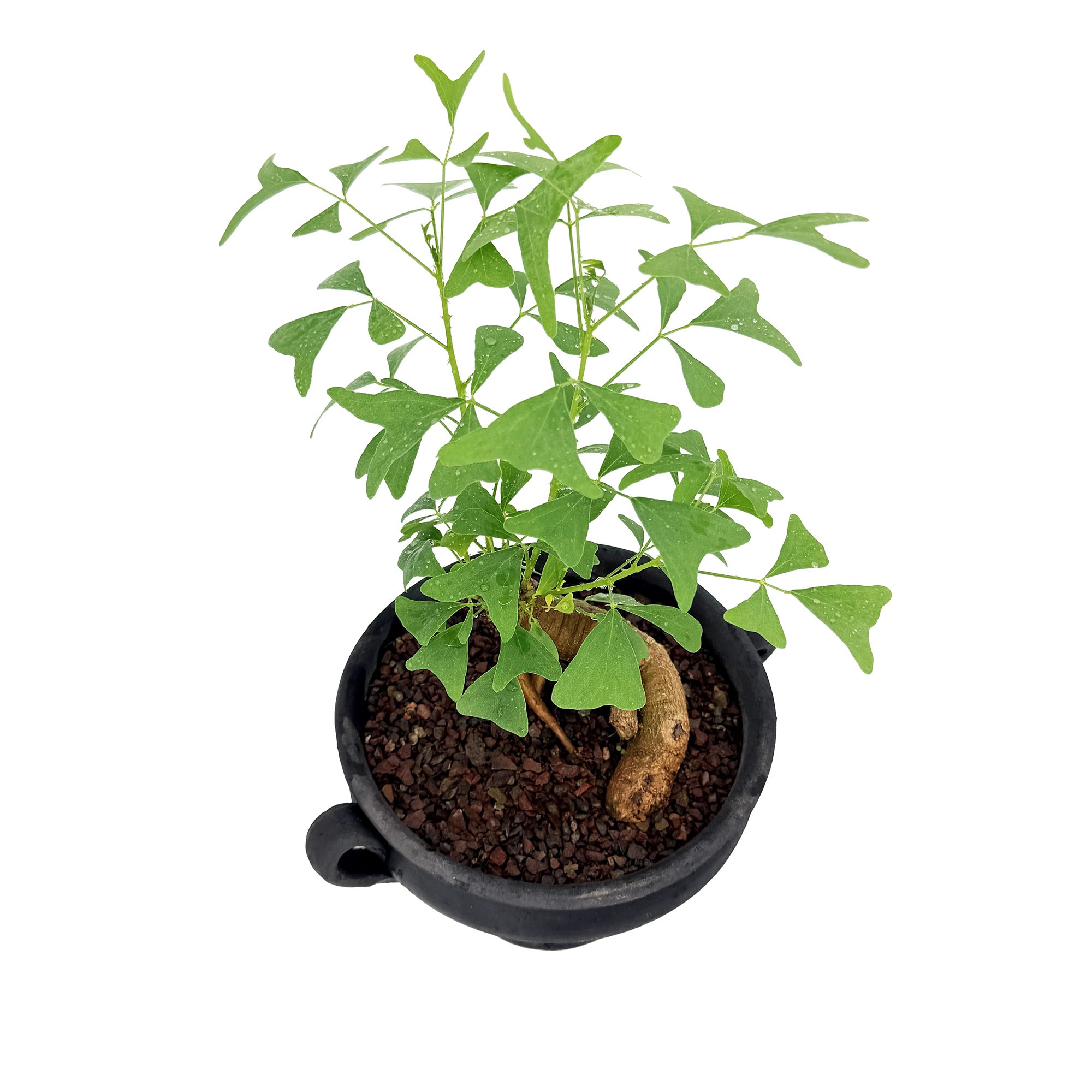 Living Art Erythrina vespertilio [bonsai]