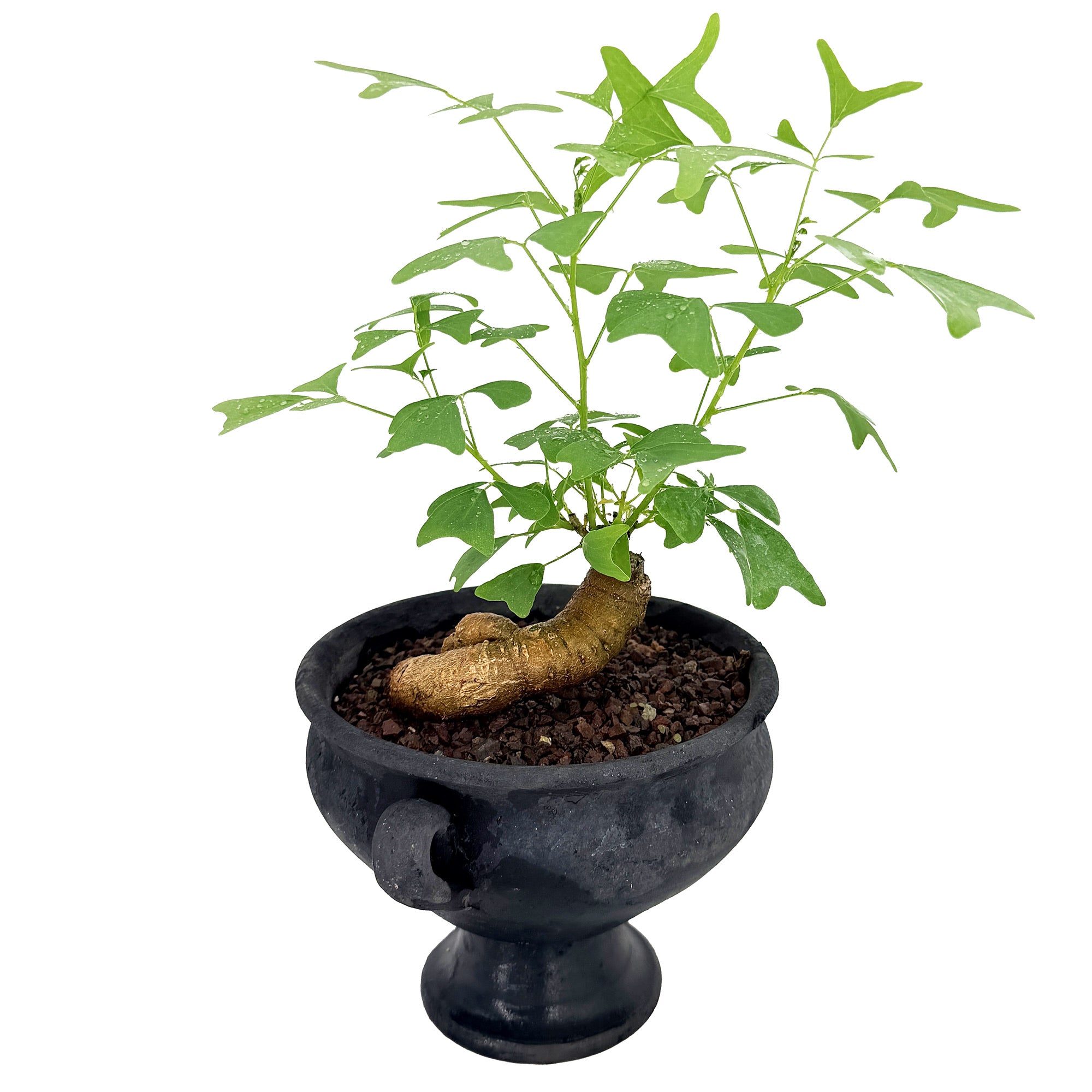 Living Art Erythrina vespertilio [bonsai]