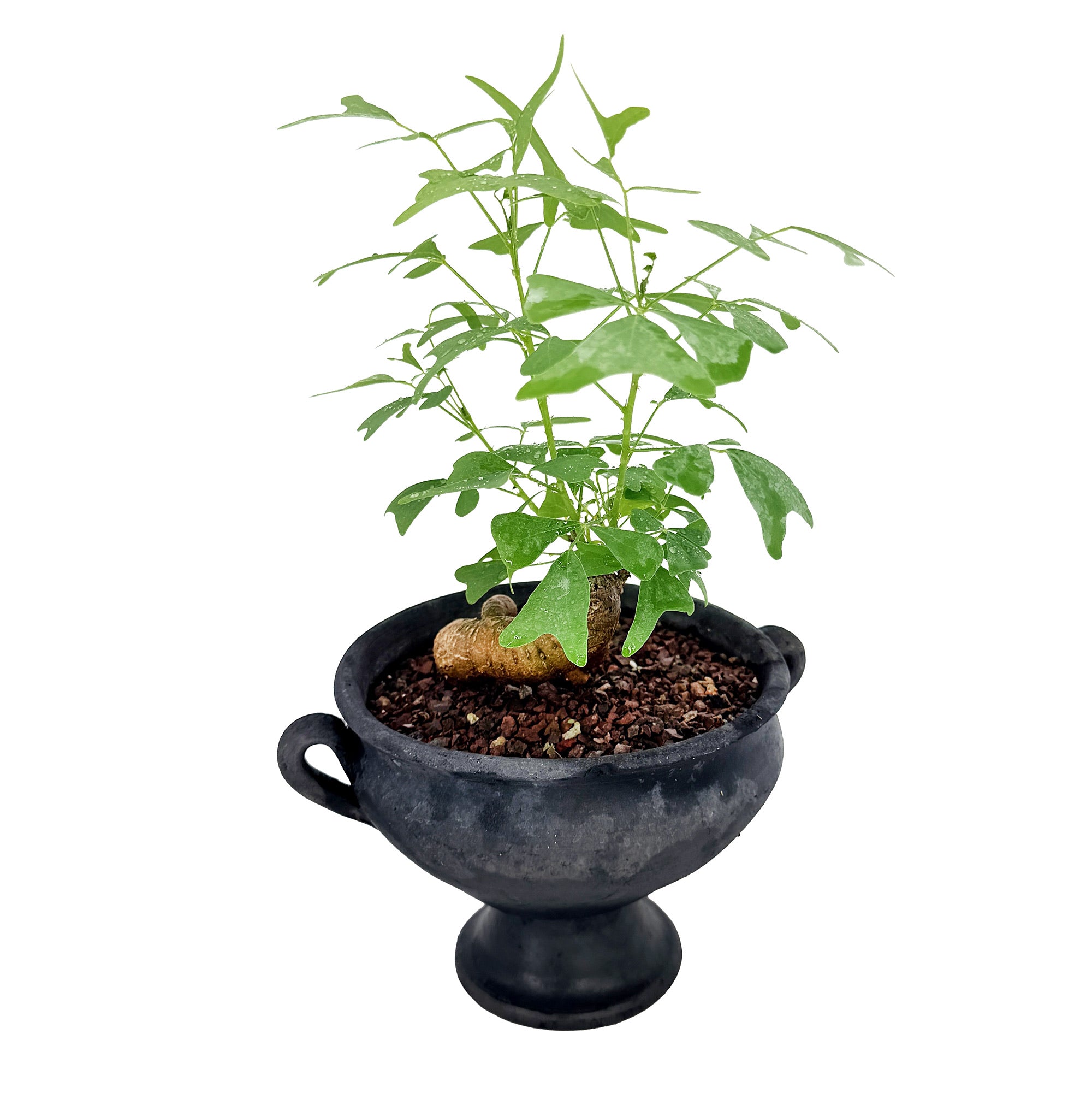 Living Art Erythrina vespertilio [bonsai]