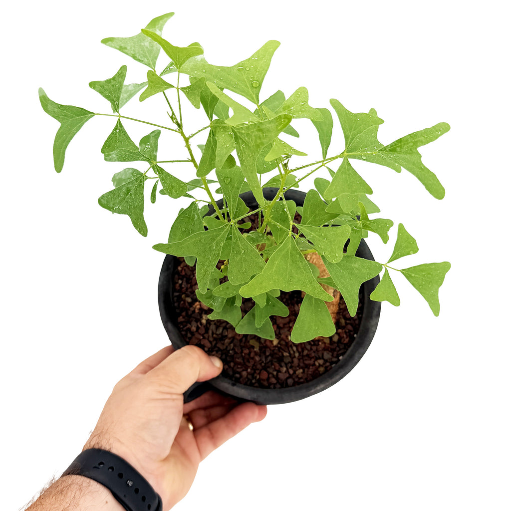 Living Art Erythrina vespertilio [bonsai]