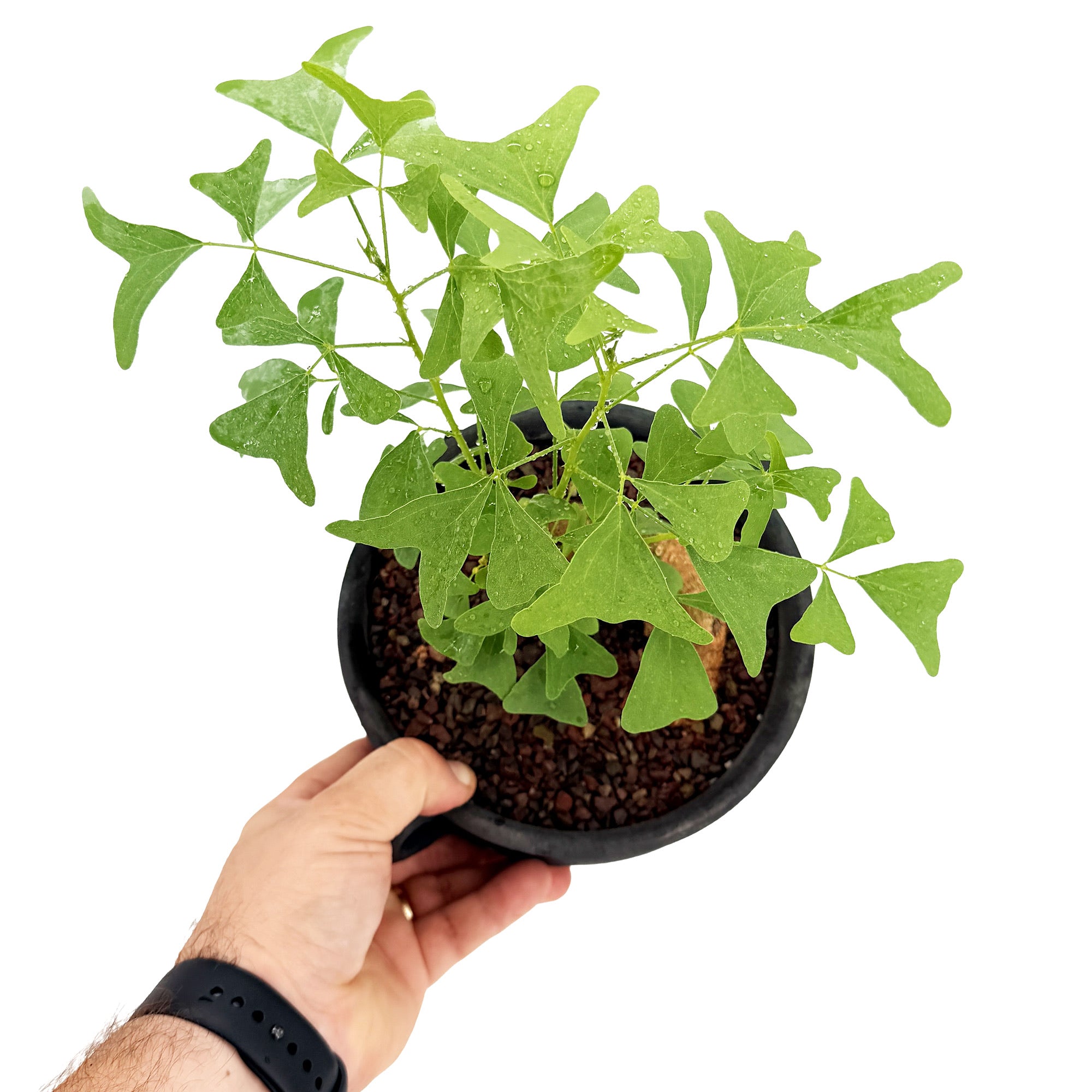 Living Art Erythrina vespertilio [bonsai]