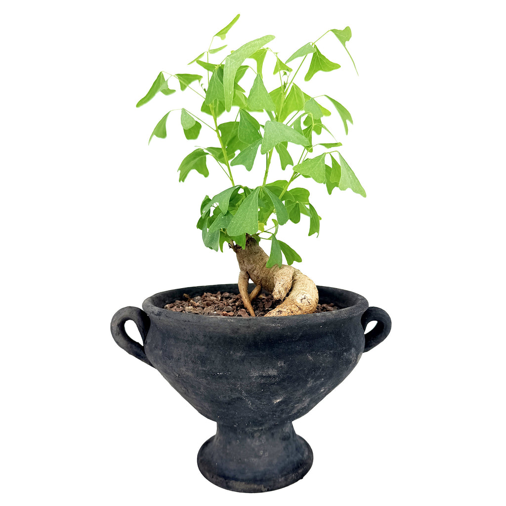 Living Art Erythrina vespertilio [bonsai]