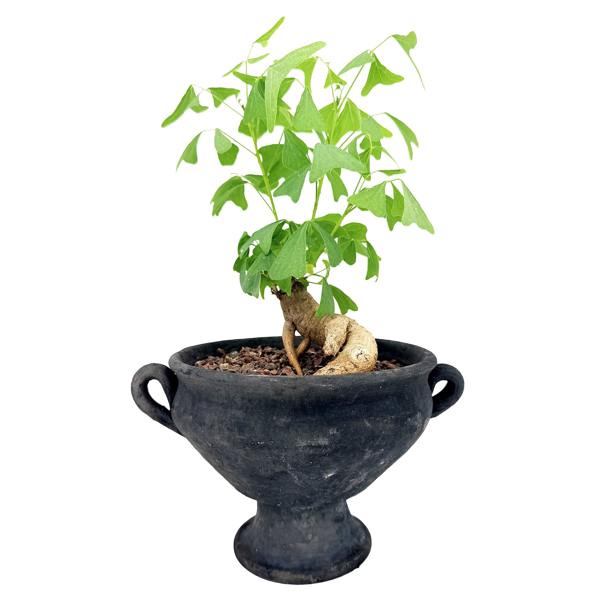 Living Art Erythrina vespertilio [bonsai]