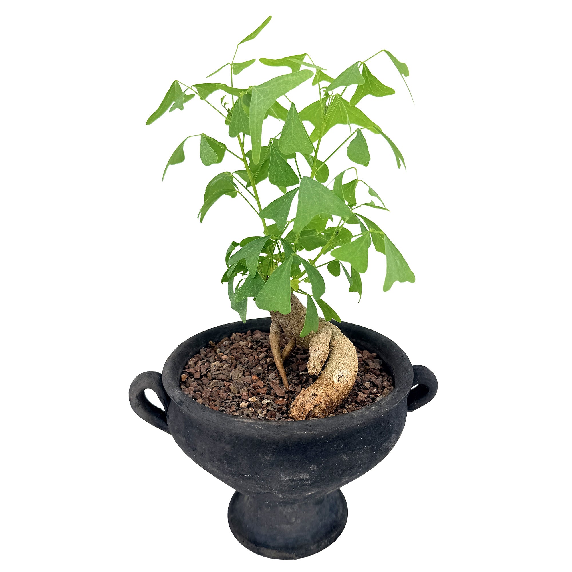 Living Art Erythrina vespertilio [bonsai]