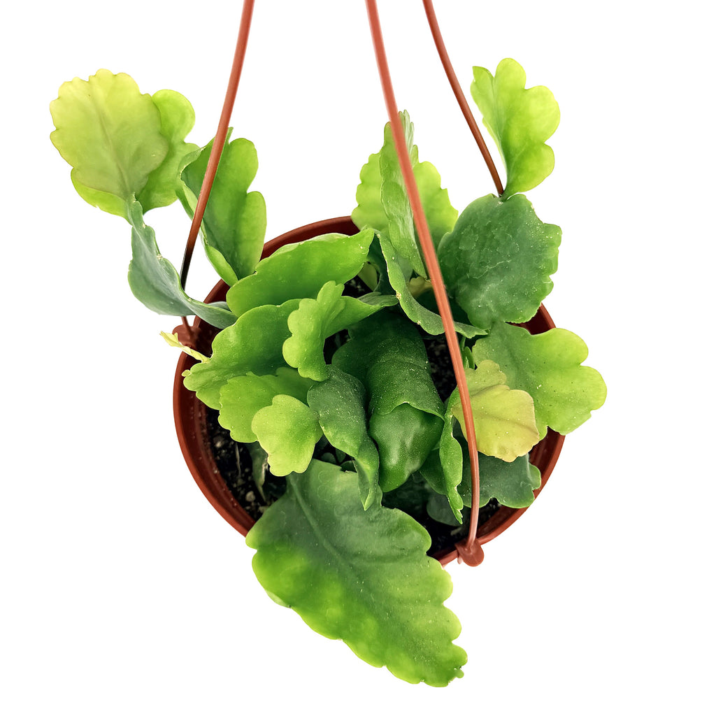Rhipsalis oblonga