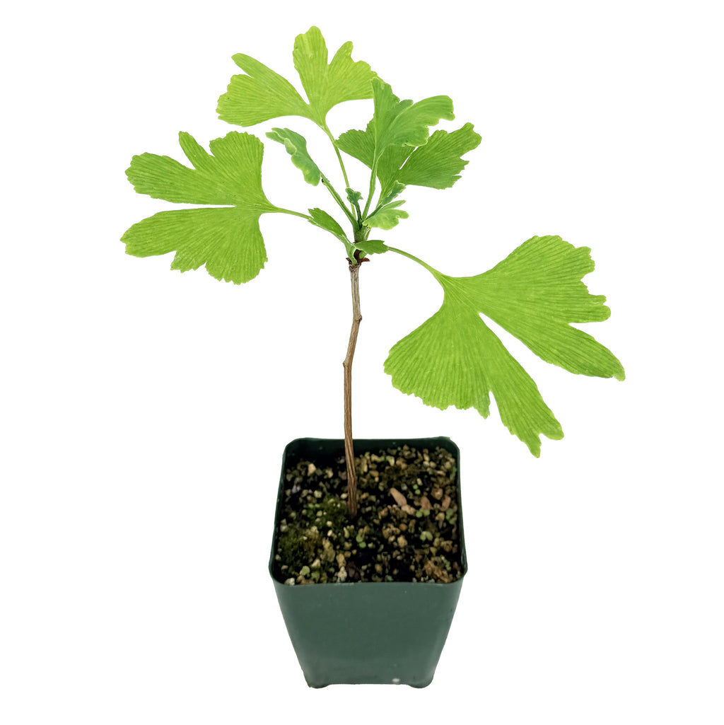 Ginkgo biloba 'Maidenhair Tree'