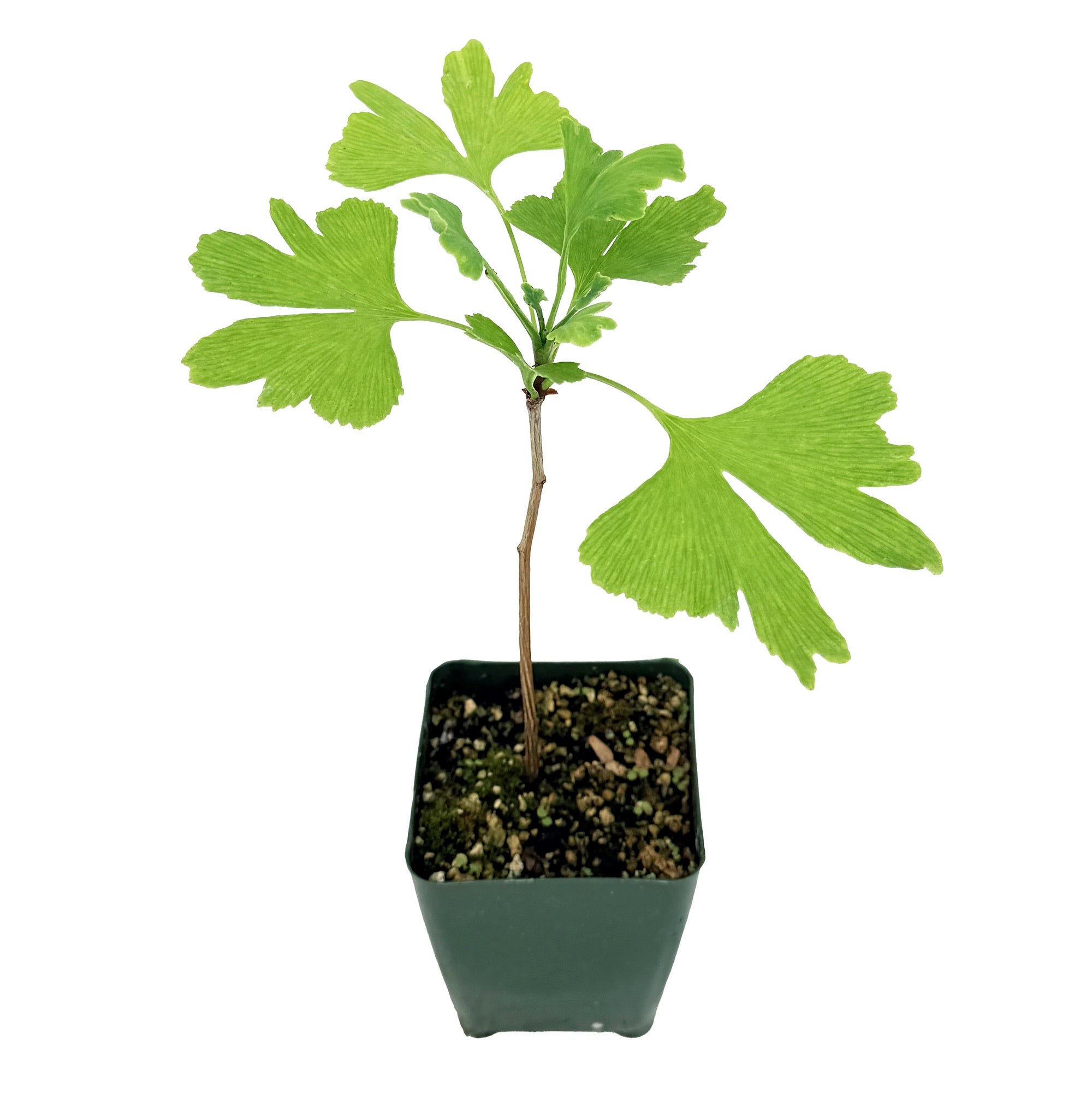 Ginkgo biloba 'Maidenhair Tree'
