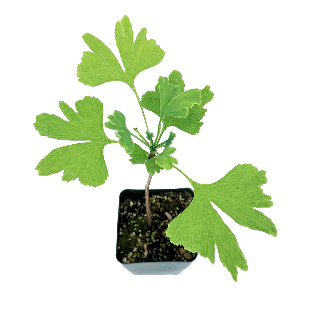 Ginkgo biloba 'Maidenhair Tree'