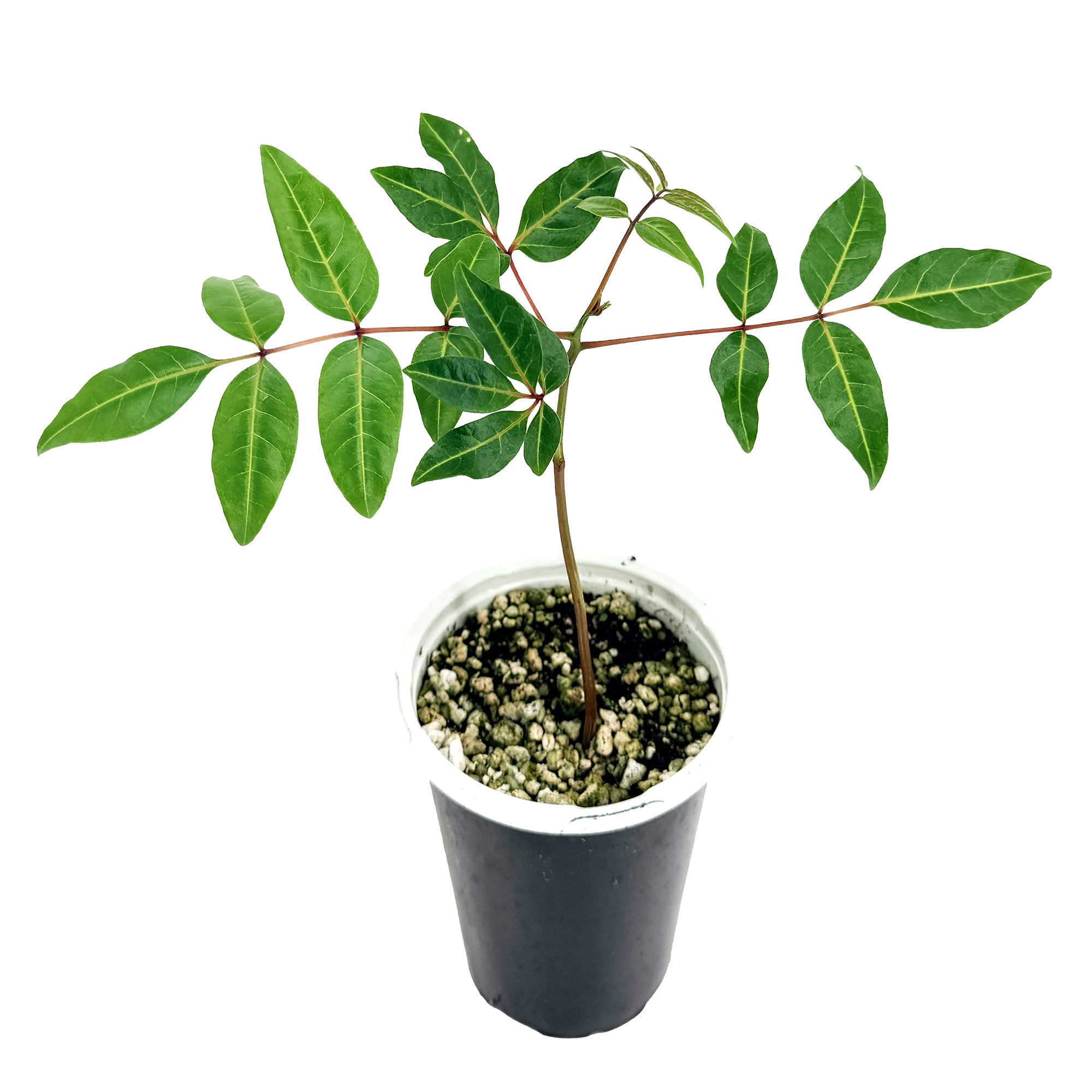 Erythrophysa paniculata