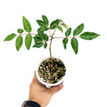 Erythrophysa paniculata